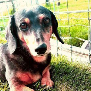 Meet your Posher, Danika